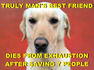 HERO DOG